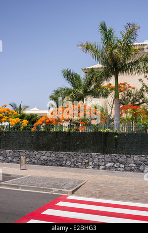 Extravagante Bäume rund um das Palacio de Isora Sol Melia Sensatori 5-Sterne-Hotelresort in Alcala, Guia de Isora, Teneriffa, Stockfoto