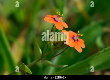 Scarlet Pimpernel - Anagallis Arvensis kleine rote Blumen Stockfoto