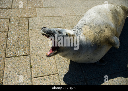 Dichtung in Ecomare. Insel Texel. Provinz Friesland. Fryslan. Niederlande. Holland. Friesland, Niederlande. Stockfoto