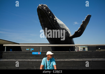 Wal. Ecomare. Insel Texel. Provinz Friesland. Fryslan. Niederlande. Holland. Friesland, Niederlande. Stockfoto