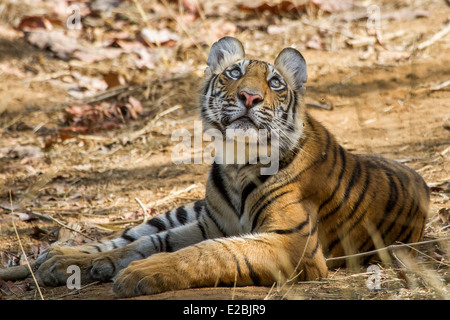 Tiger Cub Verlegung im Schatten, nachschlagen, in Bandhavgarh National Park Madhya Pradesh Indien Asien Stockfoto