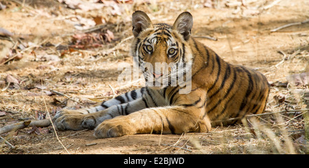 Tiger Cub Verlegung im Schatten, in Bandhavgarh National Park Madhya Pradesh Indien Asien Stockfoto