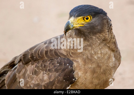 Crested Schlange Adler, in Bandhavgarh National Park Madhya Pradesh Indien Asien Stockfoto