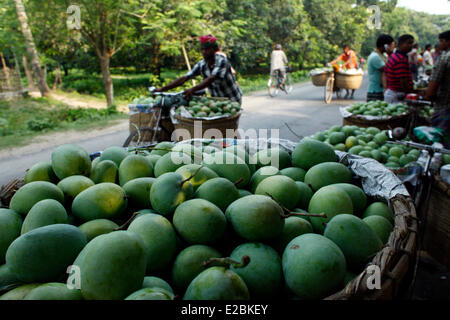 Chapainawabganj, Bangladesch. 17. Juni 2014. Mango-Großhandelsmarkt in Kansat. Chapainawabganj, Bangladesch. Bangladesh produziert in der Regel rund 800.000 Tonnen Mangos auf 51.000 Hektar Land. Chapainawabganj allein produziert fast 200.000 Tonnen Mangos auf 23.282 Hektar Land. Bildnachweis: Zakir Hossain Chowdhury Zakir/Alamy Live-Nachrichten Stockfoto