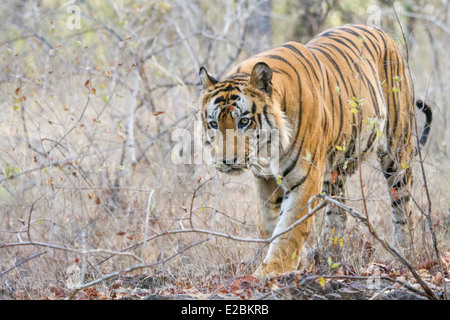 Männliche Tiger zu Fuß in Richtung, in Bandhavgarh National Park Madhya Pradesh Indien Asien Stockfoto