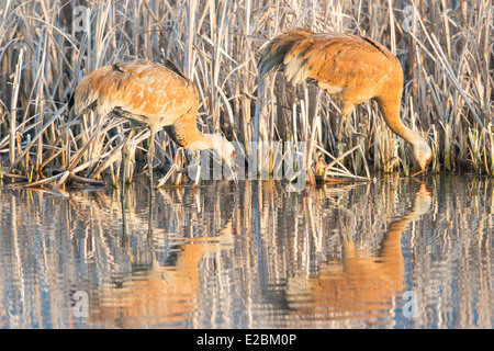 Paarung paar Sandhill Kran zu füttern, im Morgengrauen, Lee Metcalf National Wildlife Refuge, Montana Stockfoto