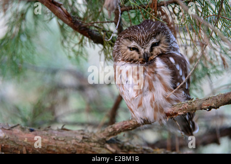 Nördlichen Säge – Whet Eule, Missoula, Montana Stockfoto