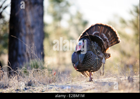 Wilder Truthahn, westliche Montana Stockfoto