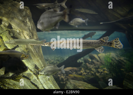 Longnose Gar Striped Bass und andere Fische des Ontariosees in Ripleys Aquarium Toronto Stockfoto