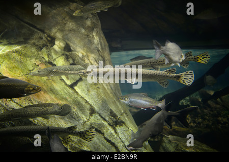 Fische der großen Seen, darunter der Longnose Gar in Ripleys Aquarium Toronto Stockfoto