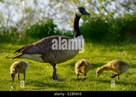 Schützenden Elternteil Kanadagans Branta Canadensis mit drei Gänsel auf Toronto Island mit Ufer von Lake Ontario Stockfoto