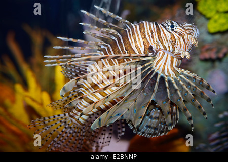 Pterois Volitans bezeichnet eine rote Feuerfische mit giftigen stacheligen Fin Strahlen in Ripleys Aquarium Toronto Stockfoto