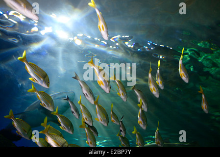 Unterseite gelb Großaugenthun und Bluestripe Snapper Untiefe mit Sand Tigerhaie Blick in die Sonne unter Wasser in Ripleys Aquarium Toronto Stockfoto