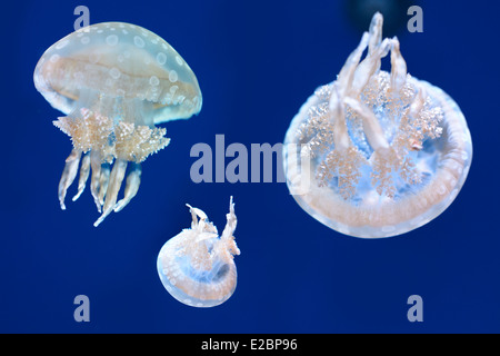 Hell erleuchtet entdeckt Gelees schwimmen und Schwimmen vor einem blauen Hintergrund in Ripleys Aquarium Toronto Stockfoto