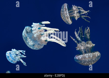 Nahaufnahme von Spotted Gelees oder Papua Quallen schweben und Schwimmen vor einem blauen Hintergrund in Ripleys Aquarium Toronto Stockfoto