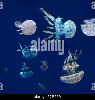 Schwarm von Spotted Gelees schwimmen und Schwimmen vor einem blauen Hintergrund in Ripleys Aquarium Toronto Stockfoto