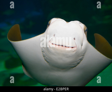 Unterseite und angesichts einer lächelnden Mund von Stingray in Ripleys Aquarium Toronto Stockfoto
