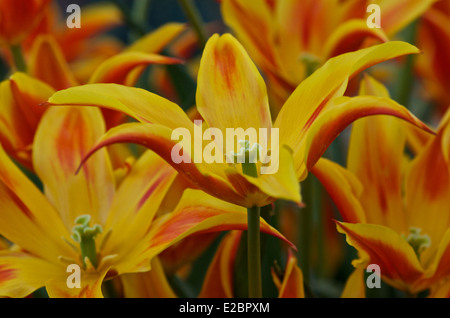 Tulpe "Fly Away" Stockfoto