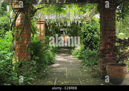 Eine Pergola mit Glyzinien in einem englischen Garten bedeckt Stockfoto