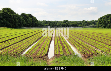 Feldfrüchte bewässert, mit einer Bewässerung-Maschine Stockfoto