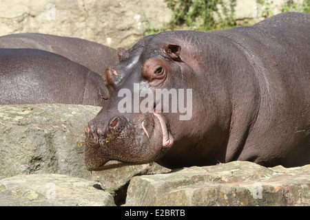 Flusspferd (Hippopotamus Amphibius) Nahaufnahme des Kopfes Stockfoto