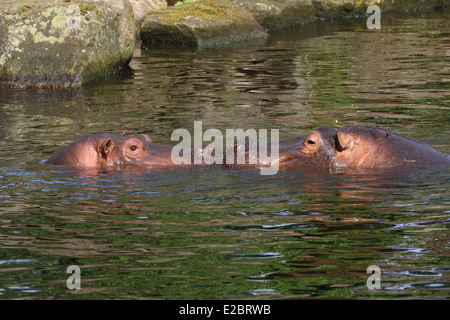 Begegnung von zwei Flusspferde (Hippopotamus Amphibius) im Wasser Stockfoto