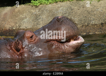 Flusspferd (Hippopotamus Amphibius) Nahaufnahme Stockfoto