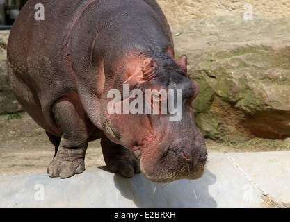 Flusspferd (Hippopotamus Amphibius) Stockfoto
