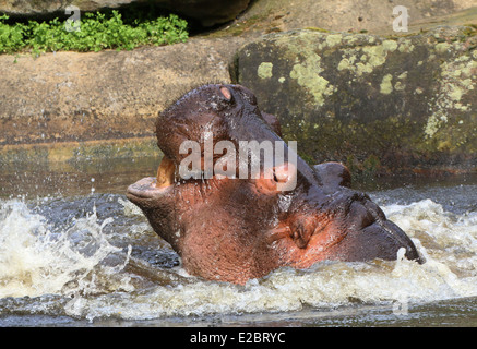 Feisty Flusspferd (Hippopotamus Amphibius) Nahaufnahme von Kopf und Schnauze, Belag nach Kampf Stockfoto