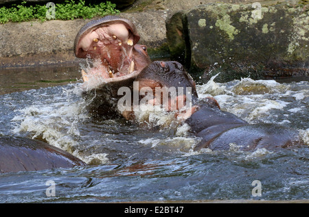 Zwei kämpfende Flusspferde (Hippopotamus Amphibius) in Nahaufnahme, Wasser Spritzen überall Stockfoto