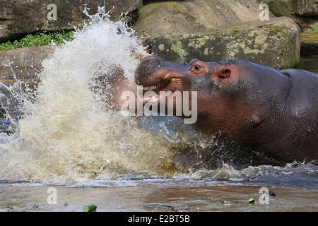 Zwei kämpfende Flusspferde (Hippopotamus Amphibius) in Nahaufnahme, Wasser Spritzen überall Stockfoto