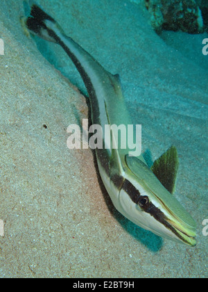 Sharksucker (Echeneis Naucrates) Stockfoto