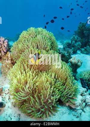 Herrliche Anemone mit roten Meer Anemonenfische (Amphiprion Bicinctus) Stockfoto