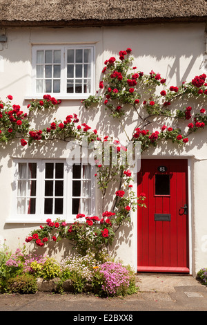 Rose rot Klettern in Blüte auf einem weißen Ferienhaus Haus, Burton Bradstock Dorf, Dorset England UK Stockfoto