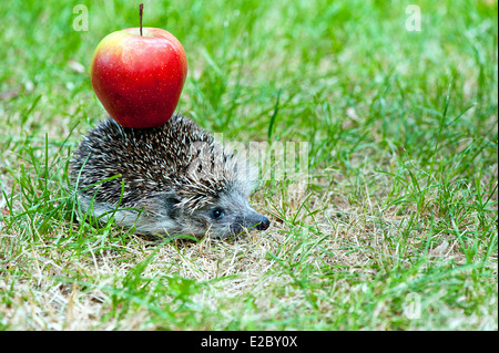 Igel tragen rote Apfel auf der Rückseite Stockfoto