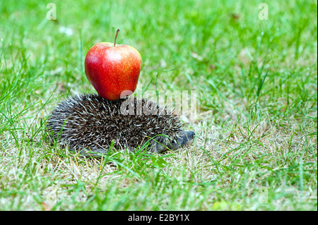 Igel tragen rote Apfel auf der Rückseite Stockfoto