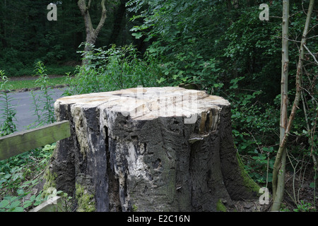 Woodland-Management, Baum Fällen, in Ecclesall Woods in Sheffield Stockfoto