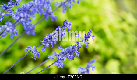 Blaue Salvia (Salvia Farinacea) Blumen blühen im Garten Stockfoto