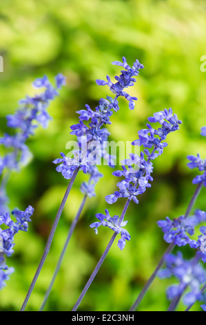 Blaue Salvia (Salvia Farinacea) Blumen blühen im Garten Stockfoto