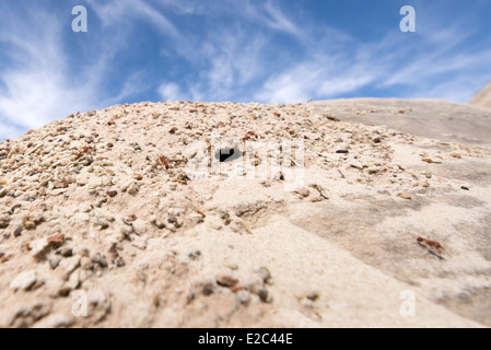 Ameisenhaufen und Ameisen in der Wüste des südlichen Utah. Stockfoto