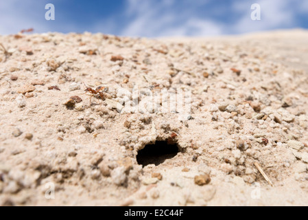 Ameisenhaufen und Ameisen in der Wüste des südlichen Utah. Stockfoto