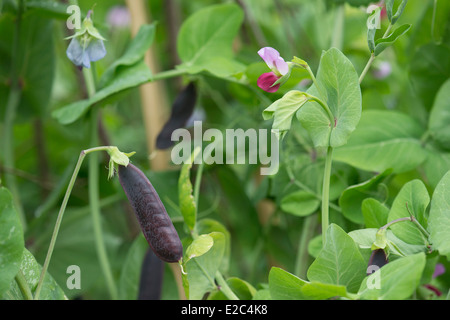 Pisum Sativum. Erbse Ezethas Krombek Blauwschok Blume und Pod. Lila Schiffsentwurf Erbsen Stockfoto