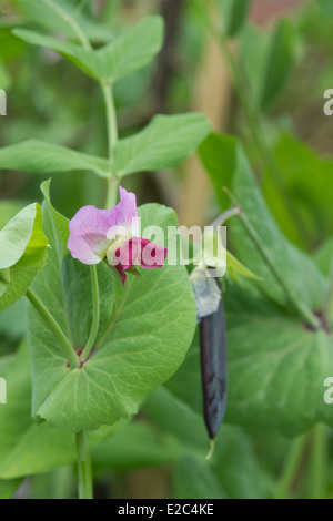 Pisum Sativum. Erbse Ezethas Krombek Blauwschok Blume und Pod. Lila Schiffsentwurf Erbsen Stockfoto