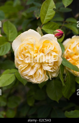 Rosa "Teasing Georgia". Gelbe Kletterrose in einem englischen Garten. Stockfoto