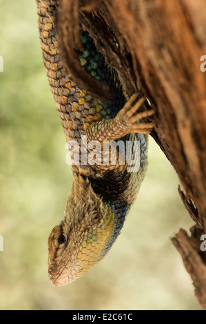 Desert spiny Lizard hängen von einem Baum in den Grand Canyon, Arizona. Stockfoto