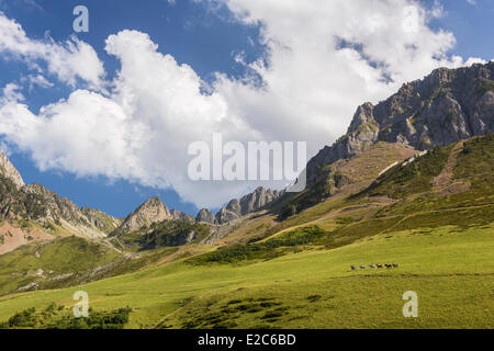 Frankreich, Hautes-Pyrenäen, Bagneres de Bigorre, La Mongie, pony trekking Stockfoto