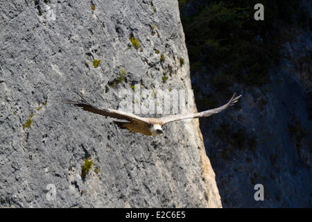 Frankreich, Lozere, die Causses und Cevennen, mediterrane Agro pastorale Kulturlandschaft, Weltkulturerbe der UNESCO, Gänsegeier (abgeschottet Fulvus), Gorges De La Jonte Stockfoto