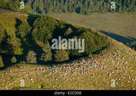 Frankreich, Puy de Dome, regionalen Naturpark des Volcan d ' Auvergne, Orcines, Schafe auf Vulkan Puy des Gouttes (Luftbild) Stockfoto