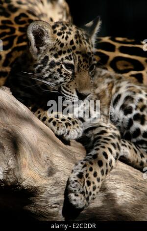 Deutschland, Berlin, Berliner Zoo, Junge Leoparden (Panthera Pardus) Stockfoto