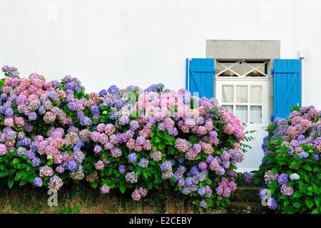 Frankreich, Finistere, Fouesnant, Hortensien Stockfoto